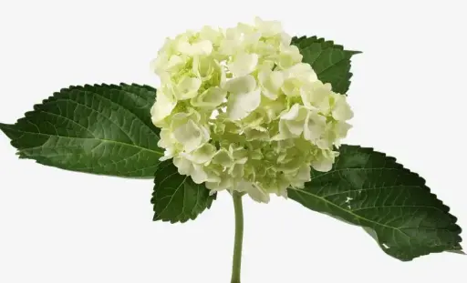 Hydrangeas Green