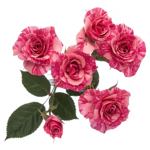 Spray Roses Variegated Pink Flash