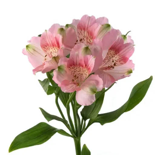 80cm Alstroemerias Light Pink Kitty
