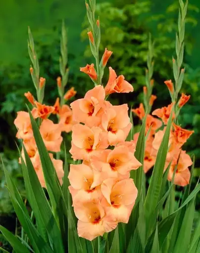 Gladiolus - Orange