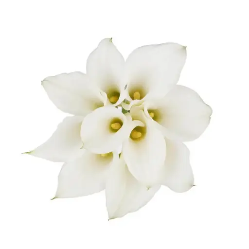 Mini Calla Lilies White 