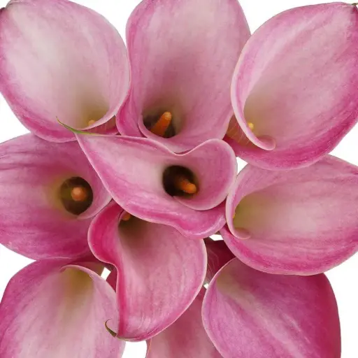 Mini Calla Lilies Pink