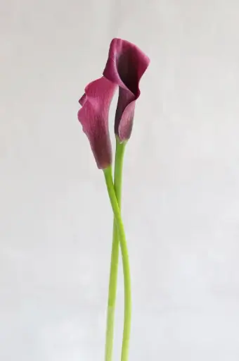 Mini Purple Calla Lilies