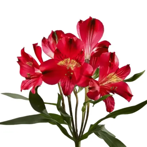 Alstroemerias Deep Red