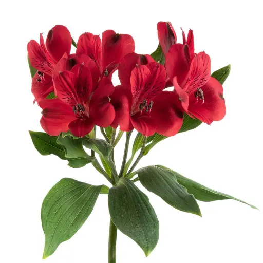 Alstromeria Red