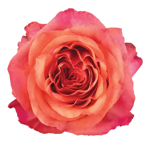 40cm Roses Orange/Pink Aquarelle