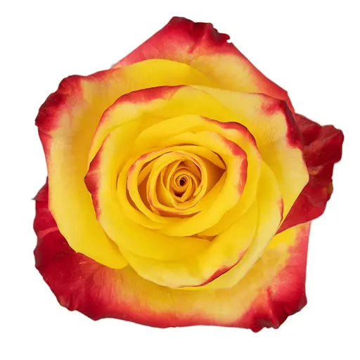 40cm Roses Bi-Color Yellow/Red High & Yellow 