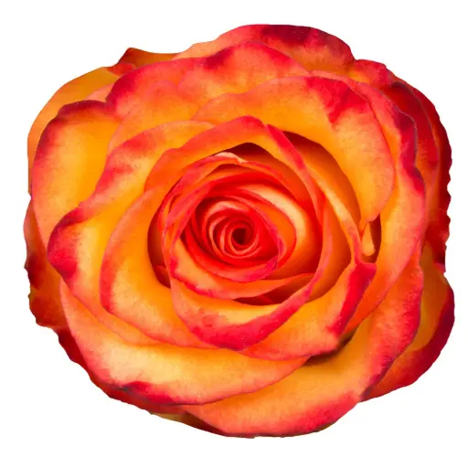 40cm Roses Orange High & Magic 