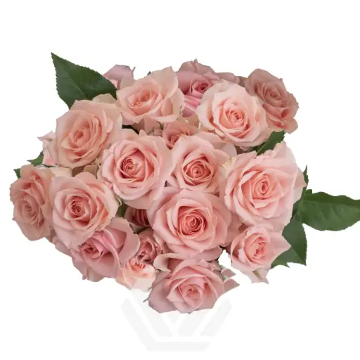 Spray Roses Pink Elba 