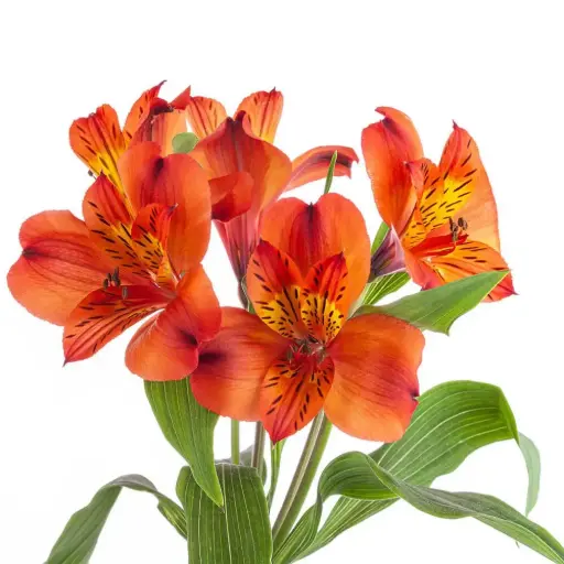 Alstroemerias Deep Orange
