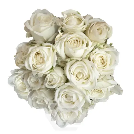 Spray Roses White Sweet Dreams 
