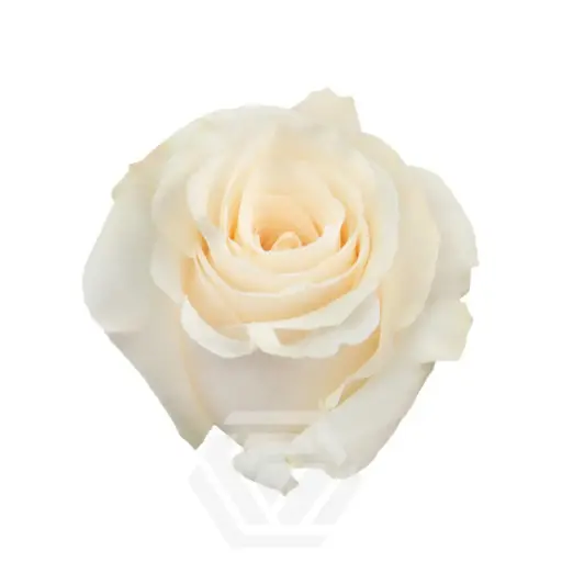 50cm Roses White Snowbliss