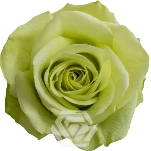40cm Roses Green Romance 