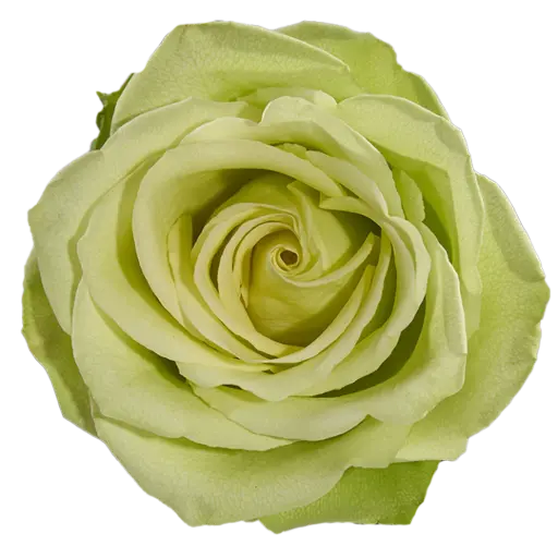 40cm Roses Mint Green Romance 