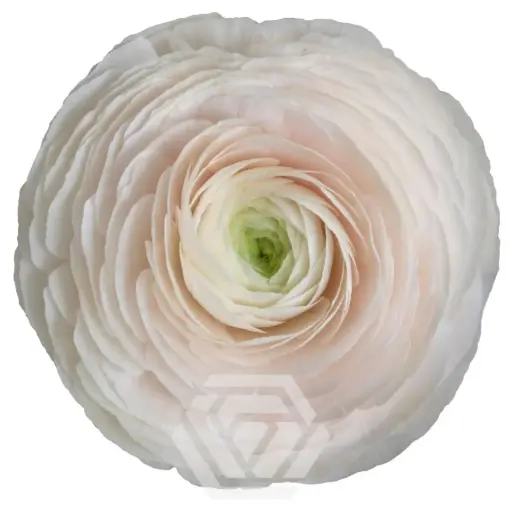 30cm Ranunculus White Hanoi 