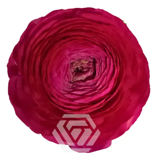 30cm Ranunculus Hot Pink Elegance 