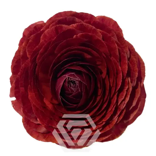 30cm Ranunculus Elegance Cioccolato