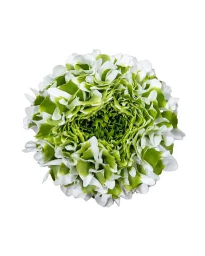 40cm Ranunculus White Igloo