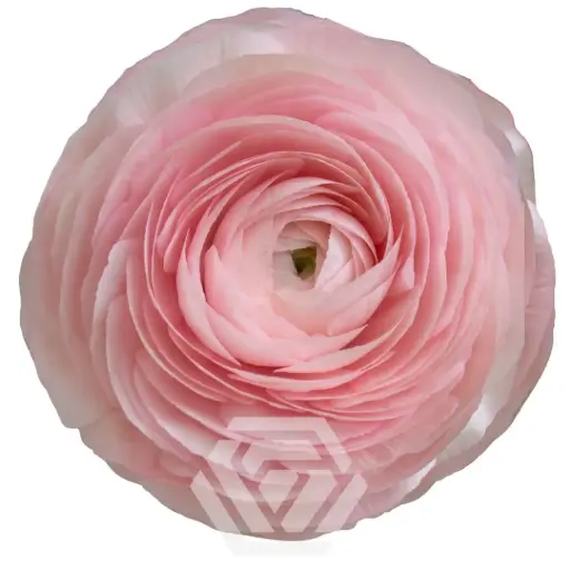 30cm Ranunculus Blush Success 