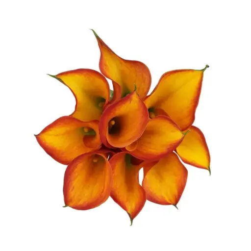 Mini Calla Lilies Yellow/Orange