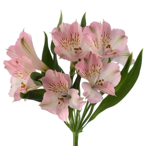 80cm Alstroemerias Light Pink Dubai