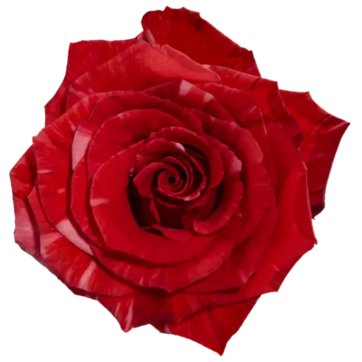 60cm Roses Variegated Red Wild Cat