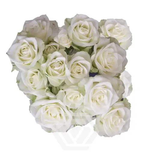 V26 60CM Spray Roses White Floreana