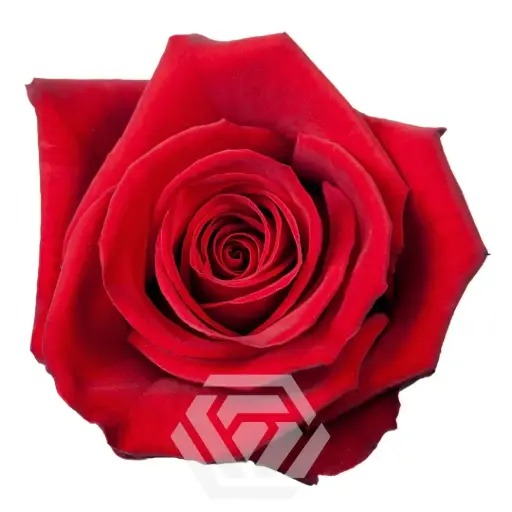 (C) V26 40cm Roses Red Finally