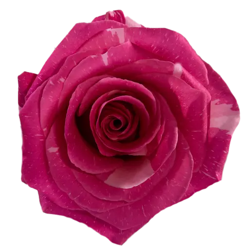 M26 40cm Roses Variegated Pink Pandora