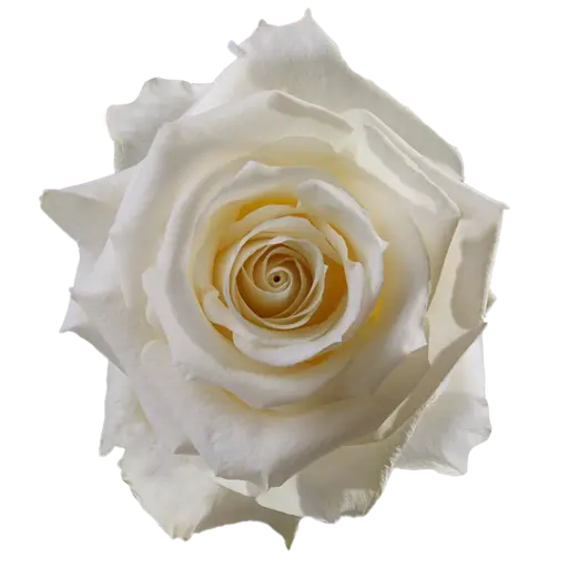 50cm Roses White Snowbliss