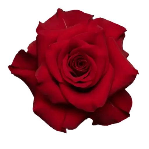 AL26 50cm Roses Red Mamma Mia