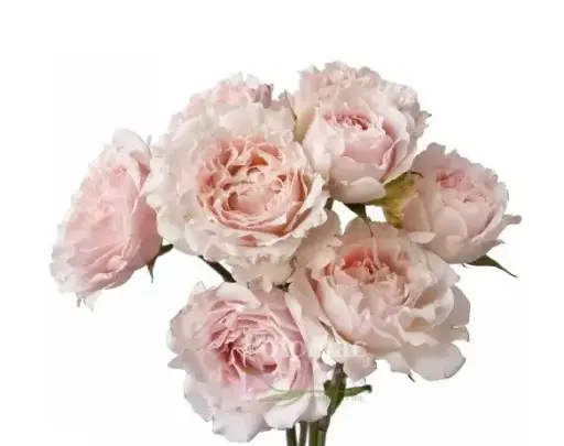 M26 50cm Spray Roses Blush Pink Wedding Rosever