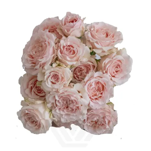 V26 60CM Spray Roses Light Pink Wedding Rosever/Bridal Jewel