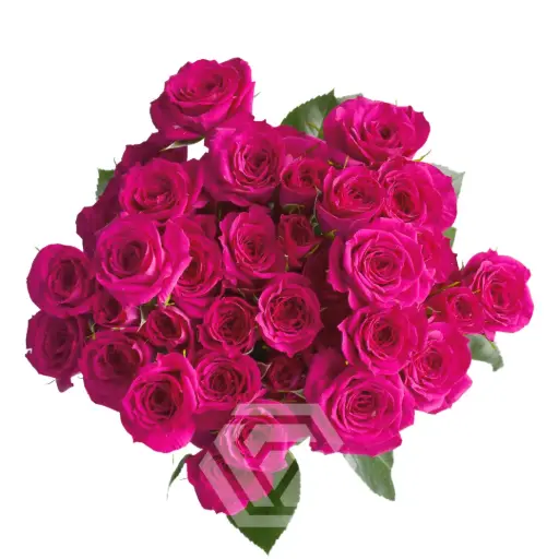 (C) V26 50CM/60CM Spray Roses Hot Pink Fire Up 