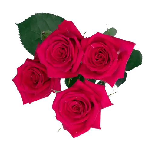 M26 50cm Spray Roses Hot Pink Fire Up 
