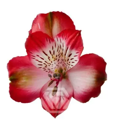 V26 70CM Alstromeria Red Galera/Strawberry