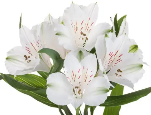 (C) V26 80cm Alstroemerias White Winterfell 