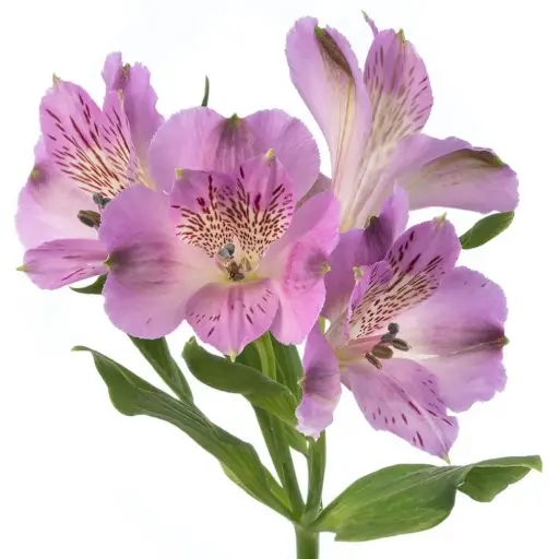 Alstroemerias Lilac