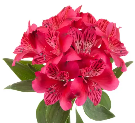 M26 70cm Alstroemerias Hot Pink Lucia 