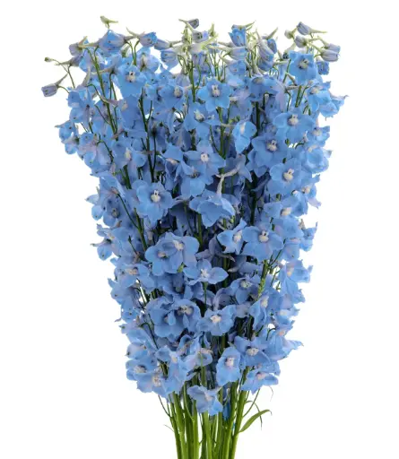 M26 Delphinium Light Blue Sky