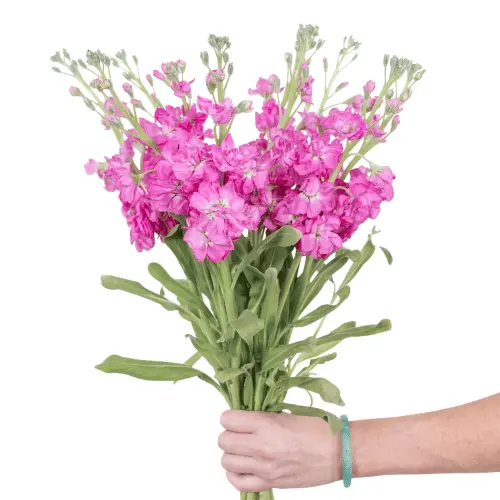 M26 Stock Medium Pink  