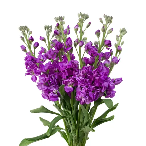 AL26 Stock Purple