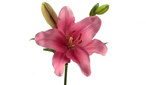 Asiatic Lilies Pink