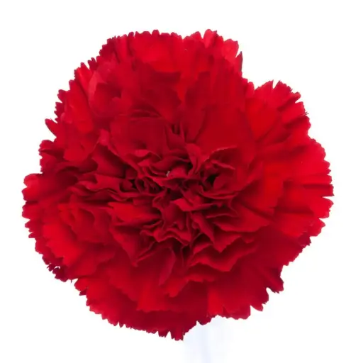 (C) V26 LG Carnations Red Virgilio  