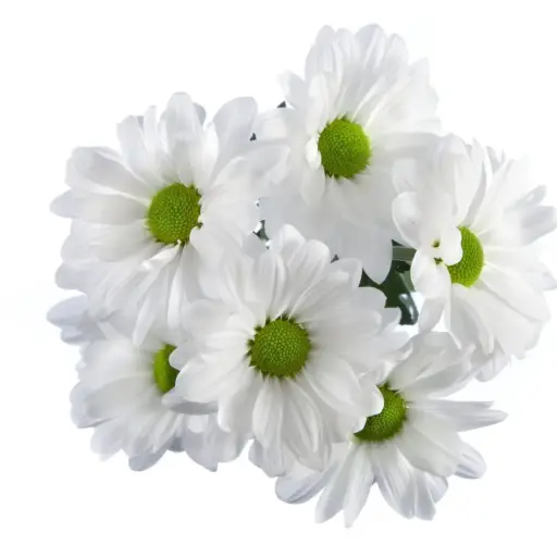 (B) V26 Daisies White Alma (R)