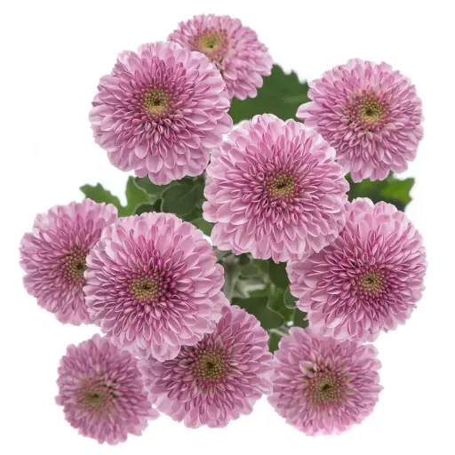 AL26 Buttons Lavender Pink Delirock