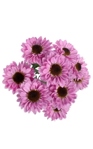 M26 Micropom Lilac w Brown Ying Yang 