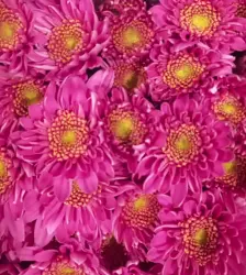 M26 Chrysanthemums Novelty Lilac Kans 