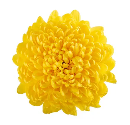 V26 Cremons Gran Canaria Yellow