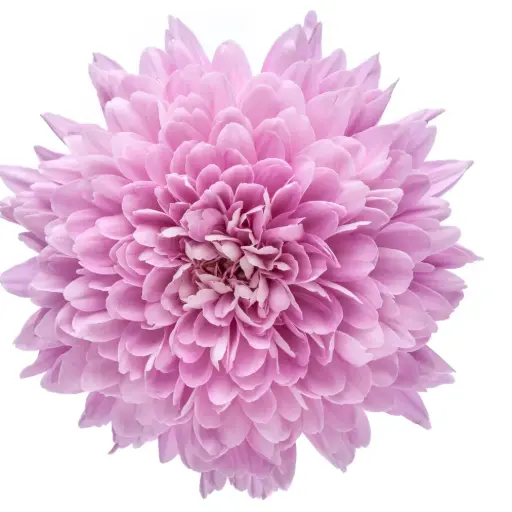 M26 Cremons Lilac Petrushka